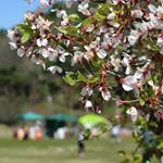  立夏も過ぎ、もう晴れた日の昼間は初夏の暑さです。 それでも根の上高原では山桜とツツジが両方咲いてました。 #おへマガ #中津川 #岐阜 #山桜 #japanfocus 