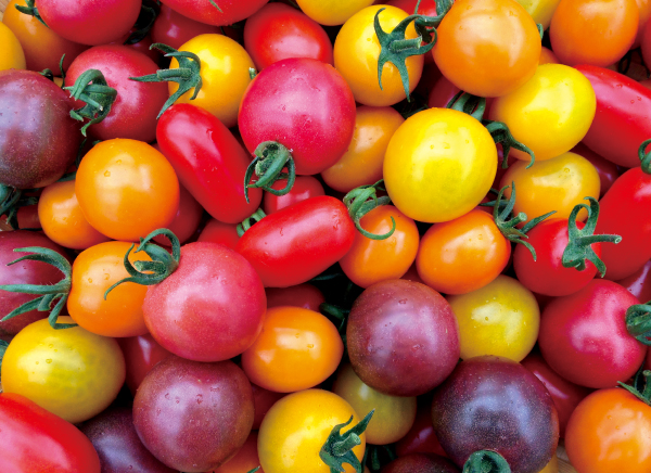 トマト狩り！１０種類以上のミニトマトが畑で食べ放題！