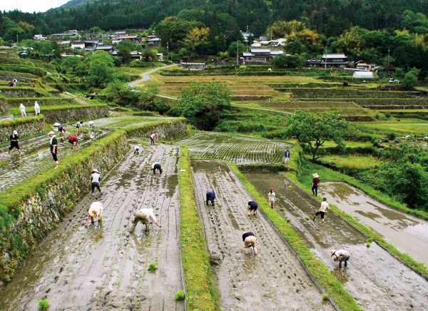 田植えから稲刈りまで体験坂折棚田でオーナーになろう！