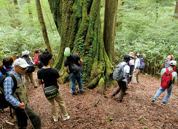 手つかずの悠久の森、アライダシ原生林で自然の神秘に触れよう