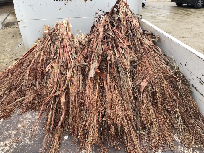 ホウキモロコシ