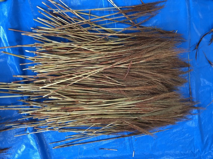 7.ホウキモロコシafter